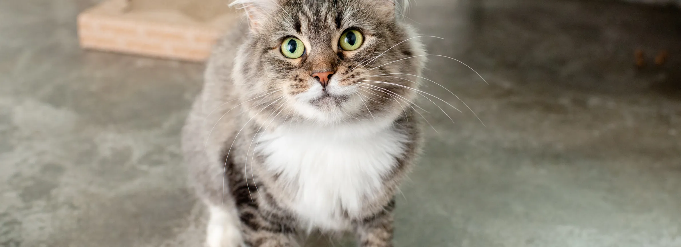 cat